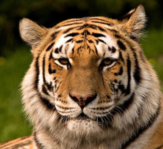 El Tigre en el horóscopo chino