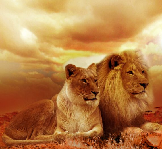 Leo Hoy: Tu página dedicada al signo Leo