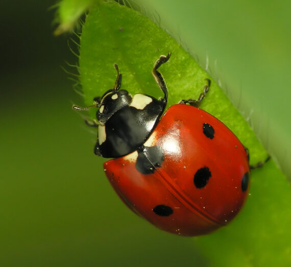 Los Insectos y la Angustia