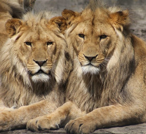 Leo Hoy: Tu página dedicada a Leo