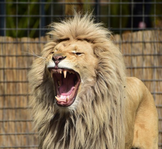 El Caracter de leo: el Apasionado