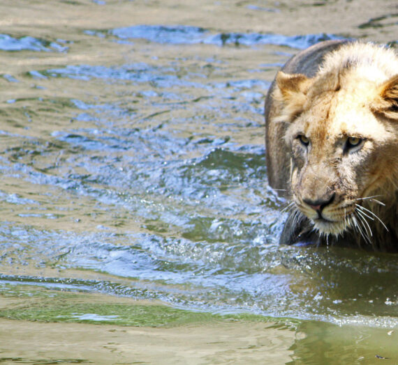 Cómo se relaciona Leo con los signos de Agua