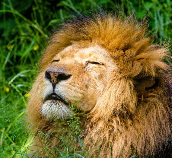 Conociendo a Leo en profundidad