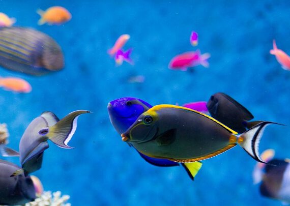 Acuario cuando está enfadado