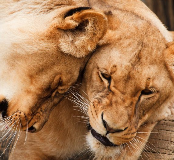 Cómo es la personalidad de Leo
