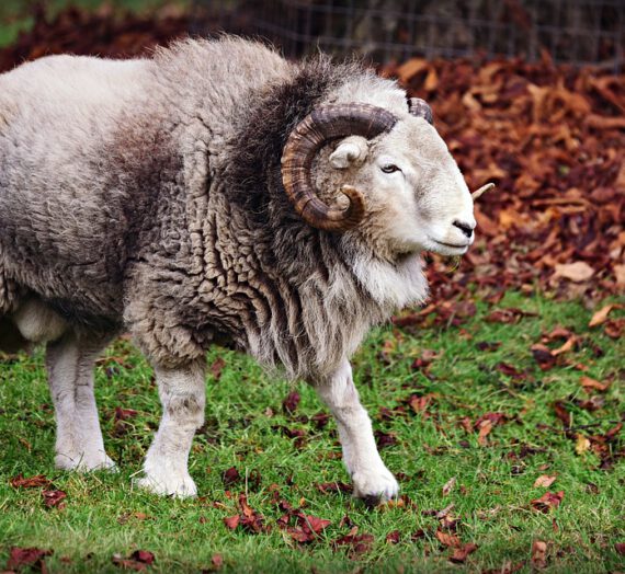 Cómo son los Aries – Características y personalidad