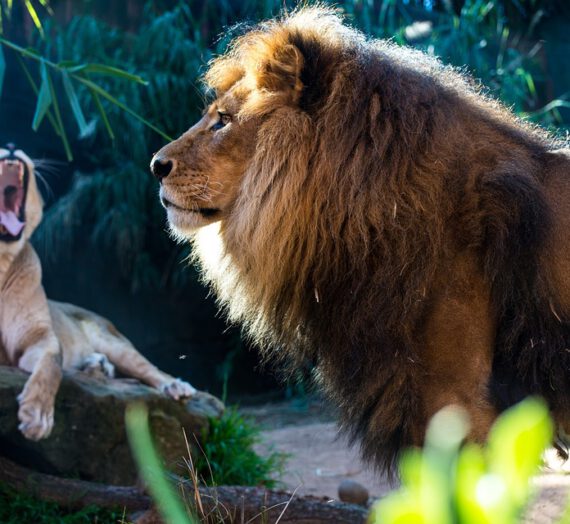 Signo Leo: Cómo es